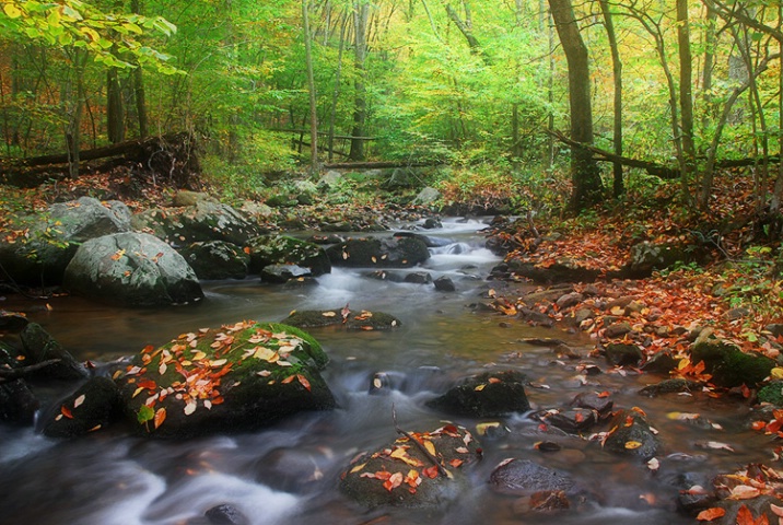 Autumn Stream II