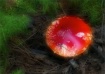 Dream Mushroom