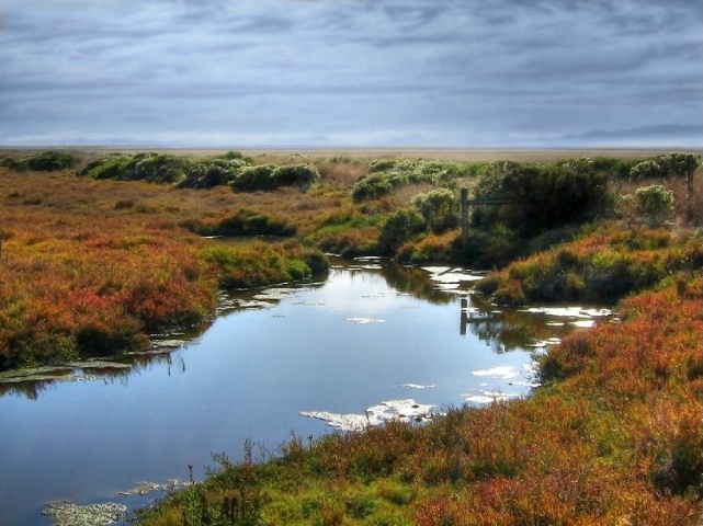 The pond 