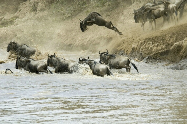 Mara River crossing - ID: 2834457 © Ann E. Swinford