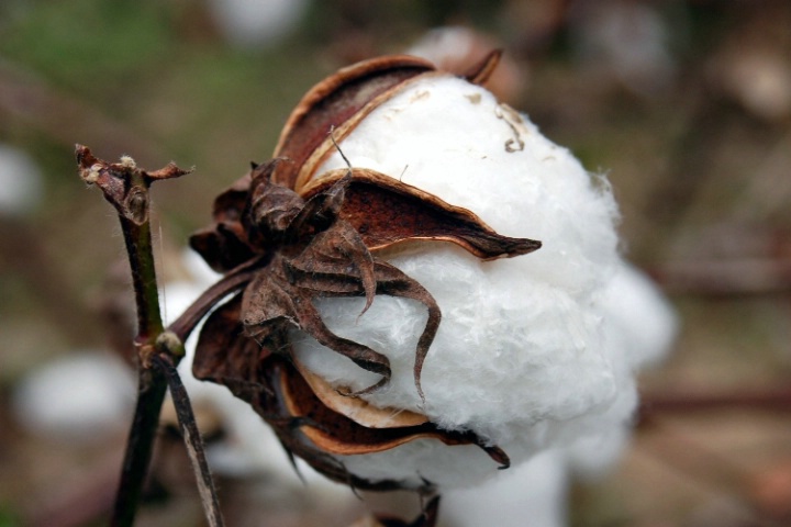 Cotton Boll