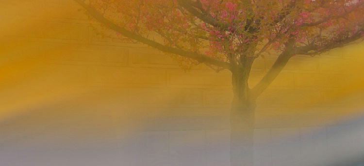 PHANTOM TREE