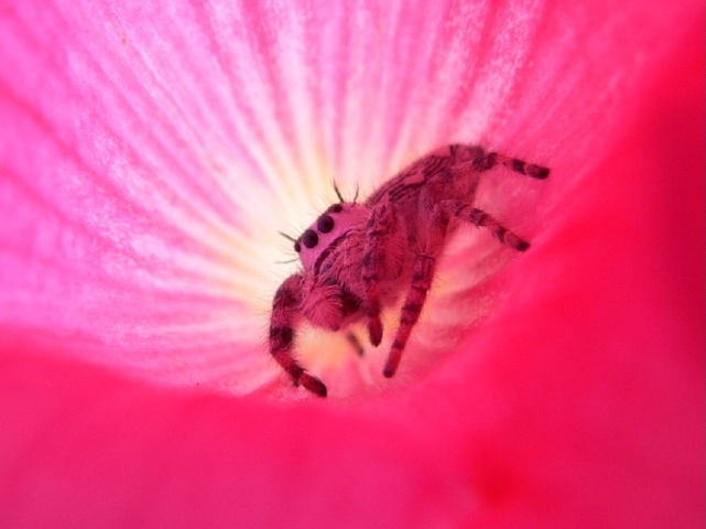 Pretty in Pink