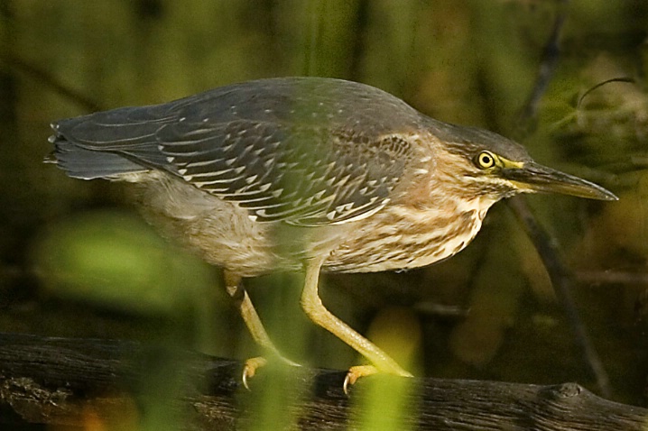 Green Heron - ID: 2835830 © John Tubbs