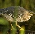 2Green Heron - ID: 2835830 © John Tubbs