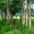 2Trees in Tetons - ID: 2836793 © Sherry Karr Adkins