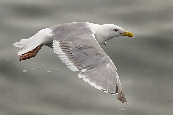 Glaucous-winged Gull in Flight - ID: 2841515 © John Tubbs
