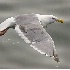2Glaucous-winged Gull in Flight - ID: 2841515 © John Tubbs