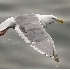 2Glaucous-winged Gull in Flight - ID: 2841515 © John Tubbs