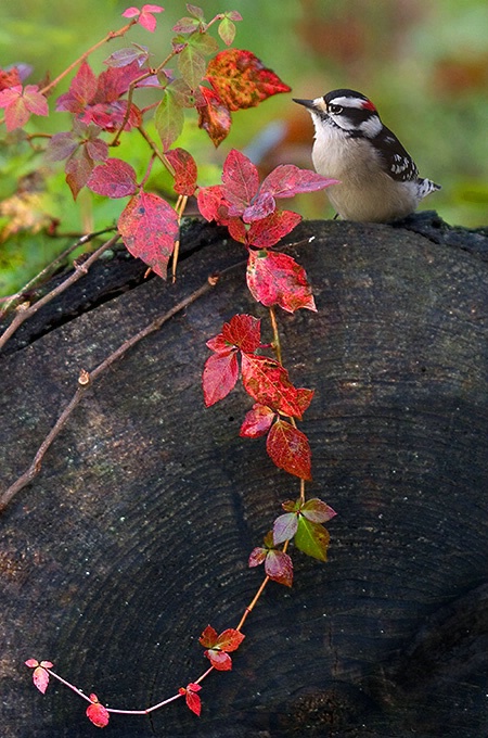 Downy Woodpecker