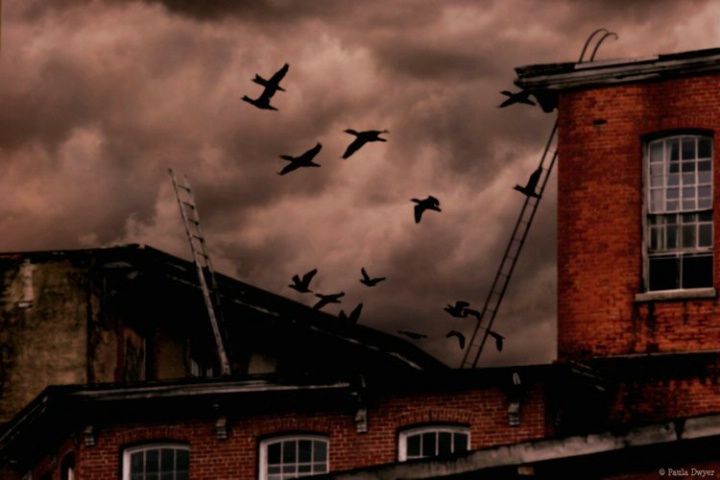 Flight of the Cormarants