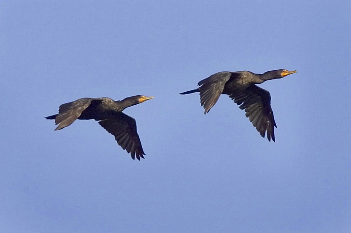 Double Crested Cormorants in Flight - ID: 2843588 © John Tubbs