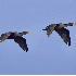 2Double Crested Cormorants in Flight - ID: 2843588 © John Tubbs