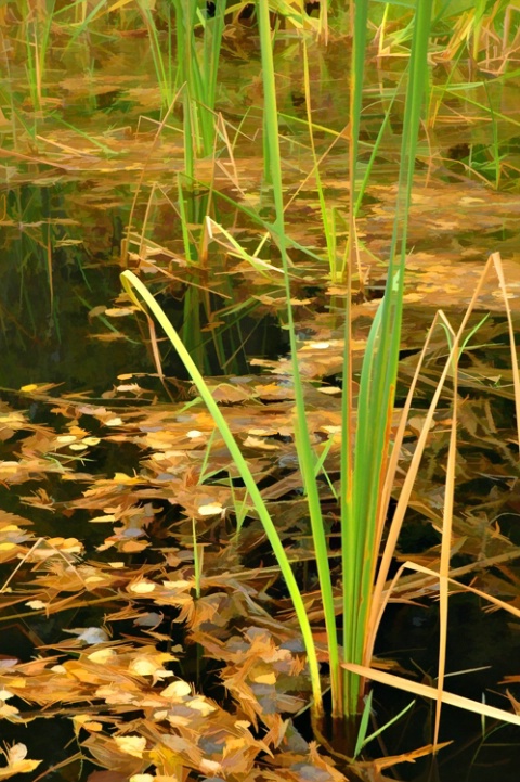 Pond & Reeds