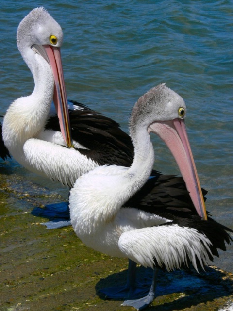 Pelican Preening Pair!