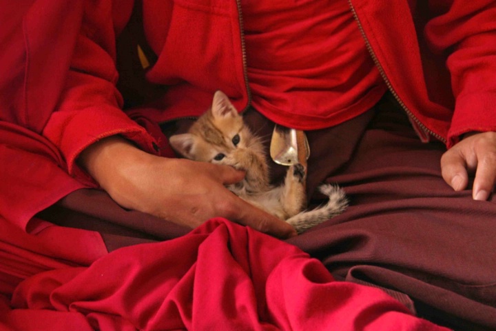 Monk with kitten