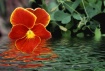 Floating Flower