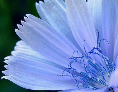 Chickory