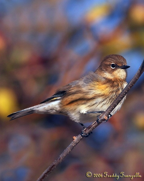 Yellow Rumped Warbler  ( aka ): Butter Butt 