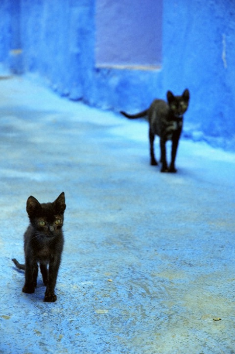 Stray Cats Strut