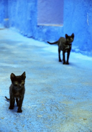 Stray Cats Strut