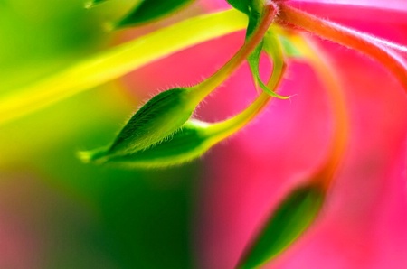 The Photo Contest 2nd Place Winner - Geranium Up Close