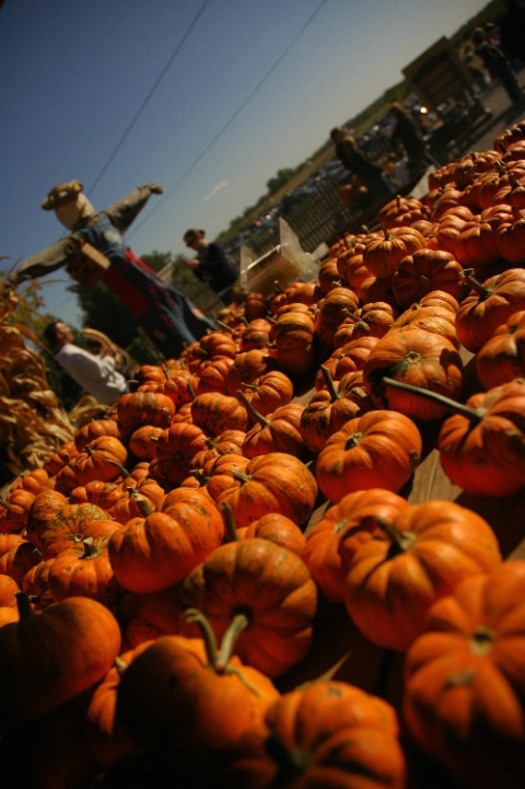 The Pumpkin King: Halloween is just around the cor