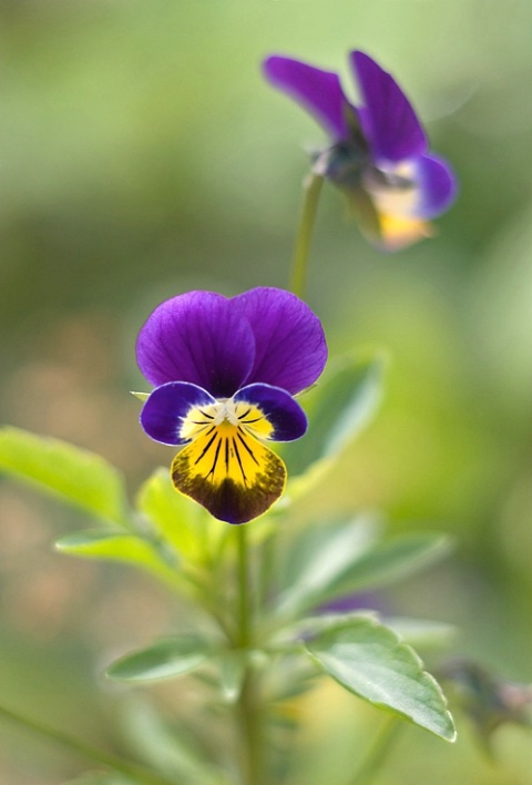Viola