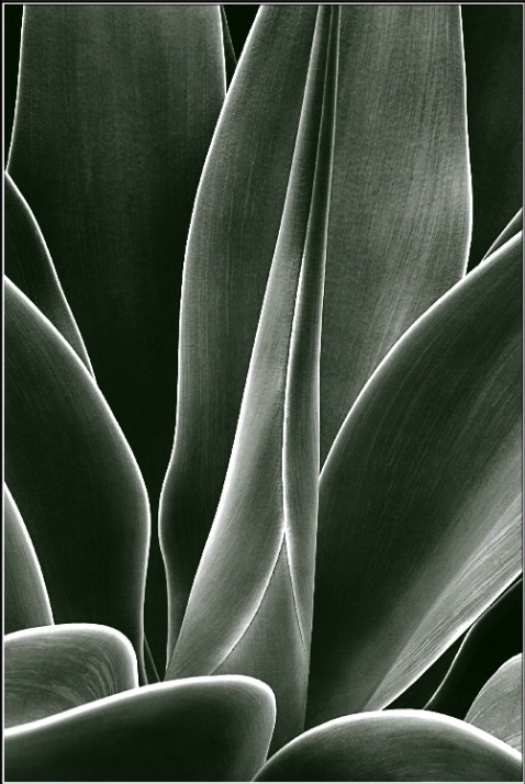 BW - 109  Agave