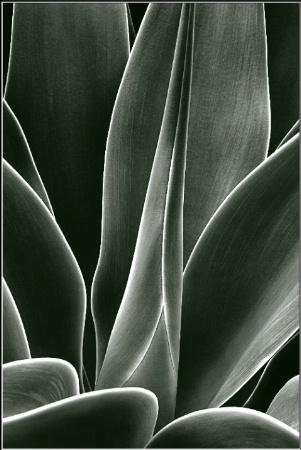 BW - 109  Agave