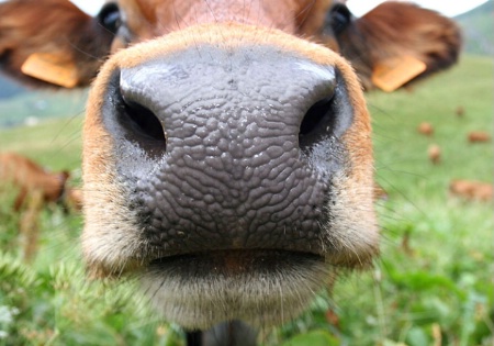 Cow #2