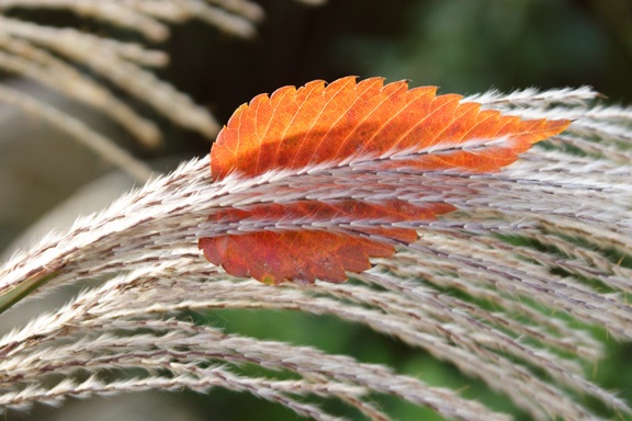 "The color of Autumn"