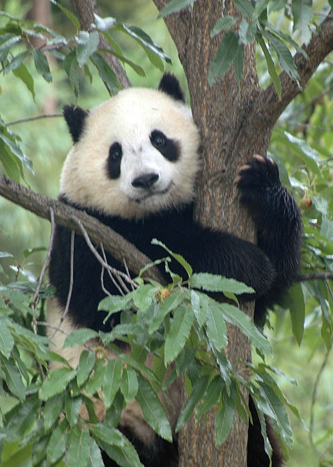 Tia Shan, Baby Panda at Washington DC Zoo