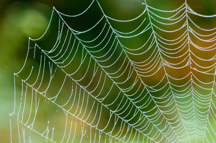 Spider web in Color