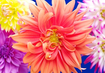 The Beauty of Dahlias