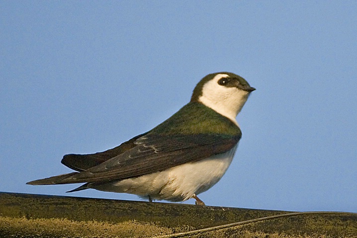 Violet Green Swallow - ID: 2864609 © John Tubbs
