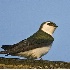 2Violet Green Swallow - ID: 2864609 © John Tubbs