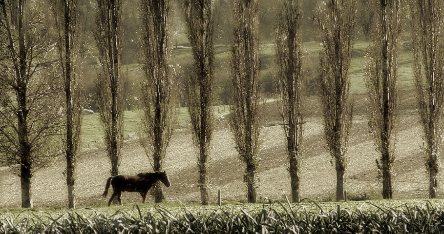 Poplars