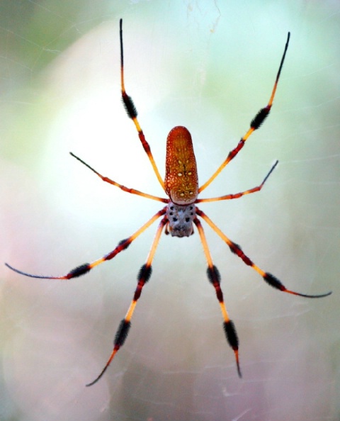 Silk Spider