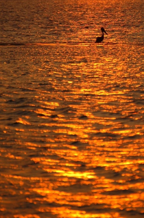 Pelican sunset