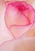 Rose Petals III