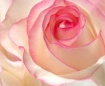 Rose Petals I