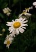 Daisies
