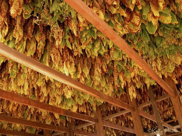 Tobacco Drying in the Barn