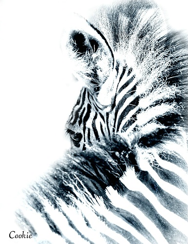 Zebra art