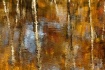 Brushstrokes of A...