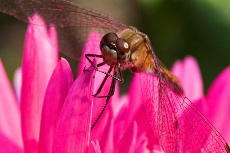 dragonfly 6078-web