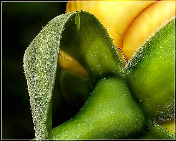 Stem of a Yellow Rose