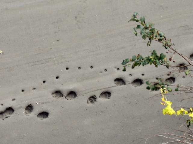 Foot Prints in the Sand