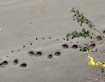 Foot Prints in th...